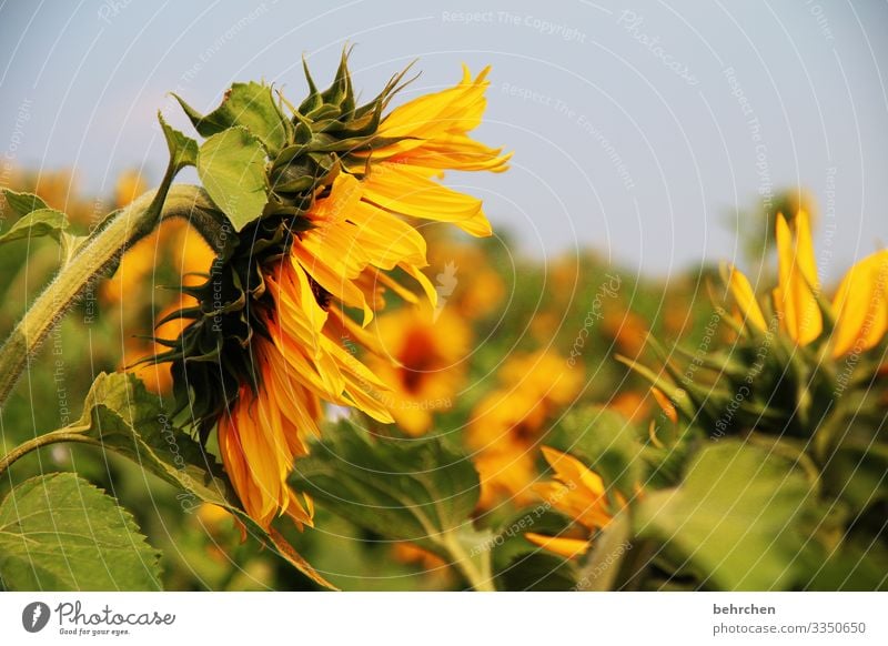 SONN(enSummer)DAY Nature Beautiful weather Flower Blossom Sunflower Light Garden Contrast Sunlight blurriness Sunflower field Day Deserted Detail Close-up