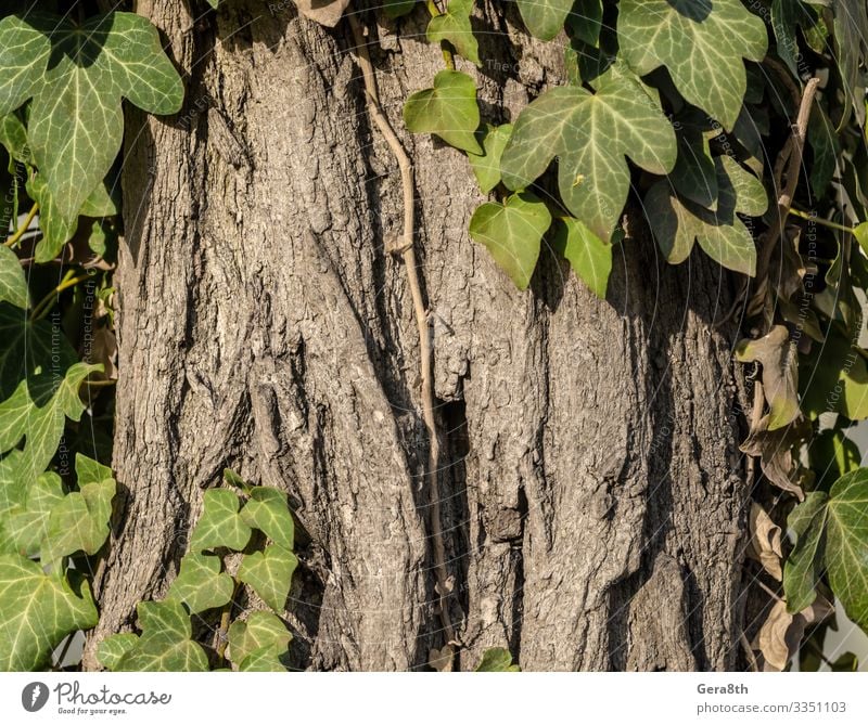 green ivy leaves on a tree close up Nature Ivy Leaf Wood Natural Gray Green background billet green leaves green plant leaf pattern leaf texture Consistency