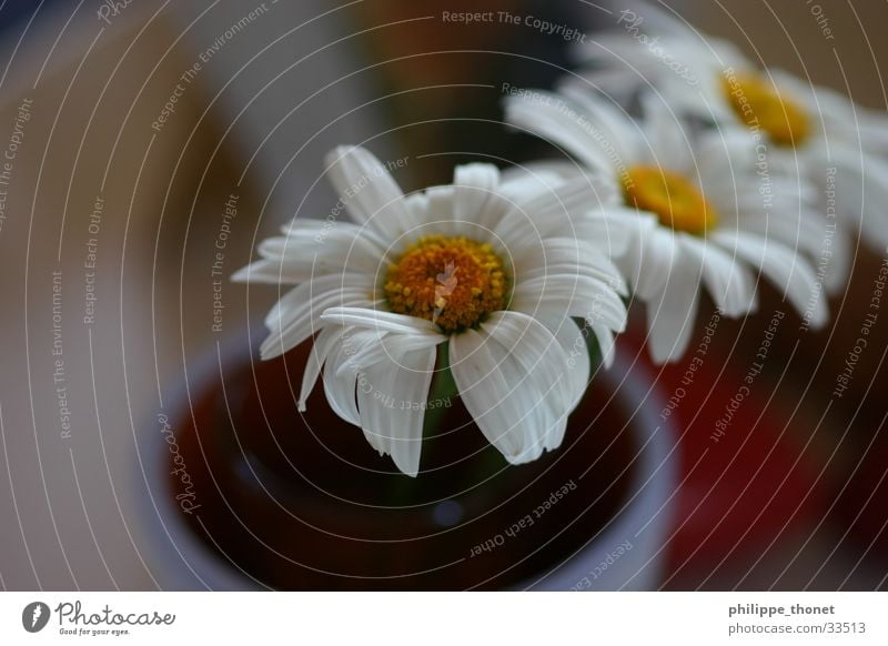 in threes Flower Flowerpot White Yellow Plant Macro (Extreme close-up) margarita Marguerite