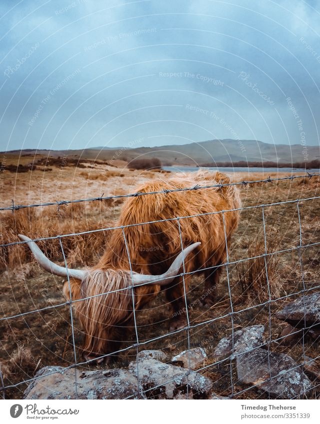 Highland Cow Eating Lake To feed Moody Scotsman Scottish cow Wales animal eating Dramatic Fence Highland cattle highland cow horns subject welsh Colour photo