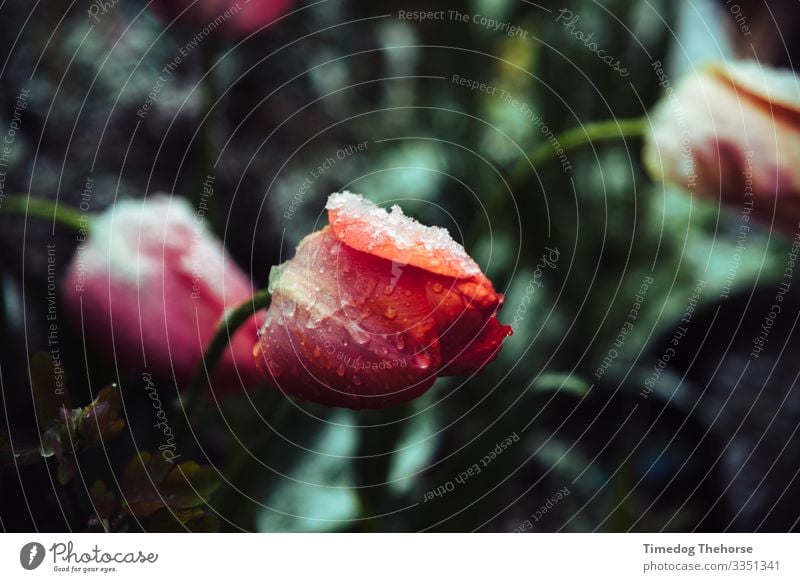 Snow Flower Cold Ice Nature Plant Drops of water Winter Leaf Freeze Red White Cool (slang) Loneliness Bent bent over blue flower cold drooping