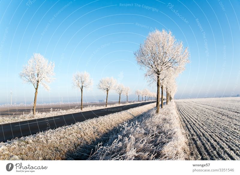 Ice Age | roadside glitter Landscape Plant Winter Frost Tree Field Traffic infrastructure Street Cold Blue Brown White Hoar frost Roadside Beautiful weather