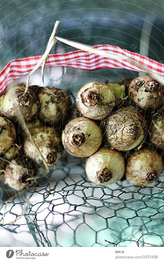 Many bulbs lie in a pile with red and white chequered ribbon, wire, fence and shallow depth of field, waiting to be planted out in spring by the gardener in the garden.