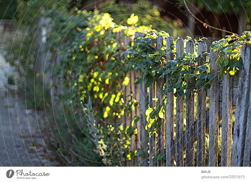 Hop-grown, natural, ecological, old, rustic garden fence made of wood with plants, shines beautifully idyllic in the sunlight / incidence of light / play of light at dusk, in the evening and morning.