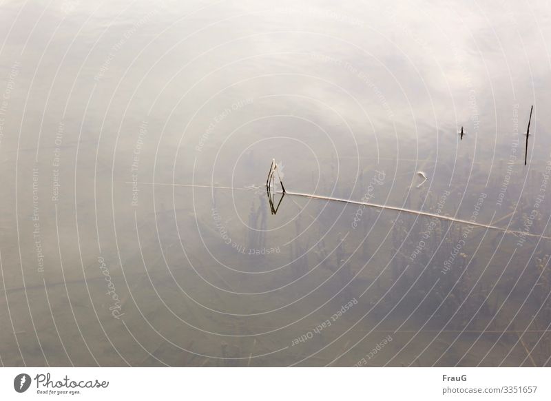 filigree | reed grass in water Water Lake plants Bend rhomb reflection Muddy Sea bed underwater Surface of water Reflection Reflection in the water Calm Light