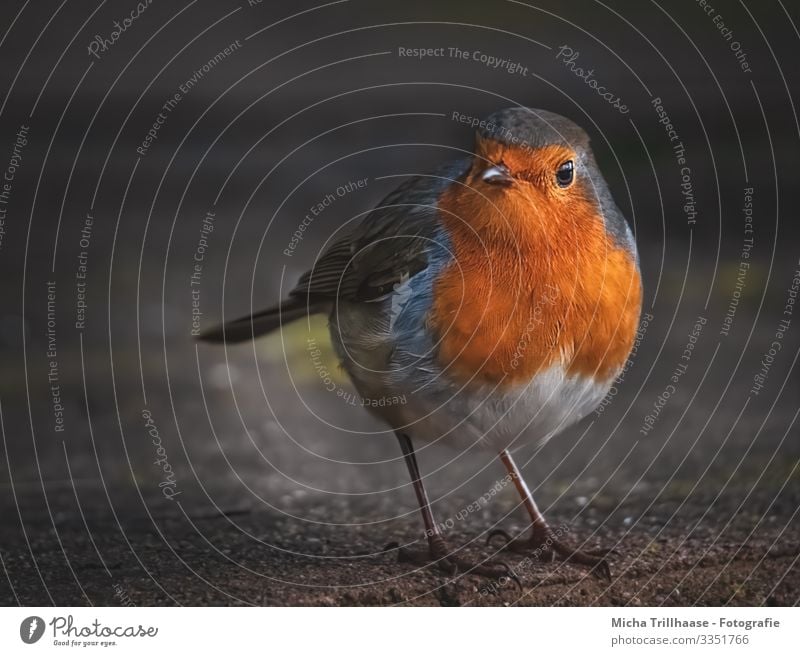 Curious-looking robin Nature Animal Sun Sunlight Beautiful weather Wild animal Bird Animal face Wing Claw Robin redbreast Head Beak Eyes Legs Feather Plumed 1