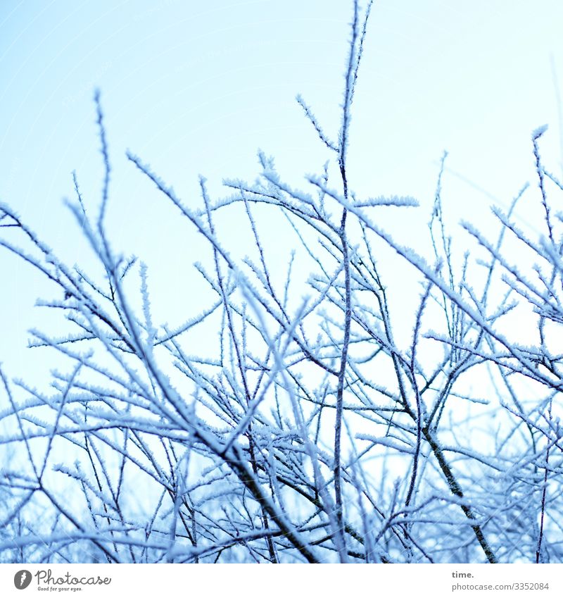 kind of powdered sugar | ice age Sky Winter Beautiful weather Snow Plant Bushes Branch Bright Cold Moody Together Life Endurance Esthetic Inspiration Complex