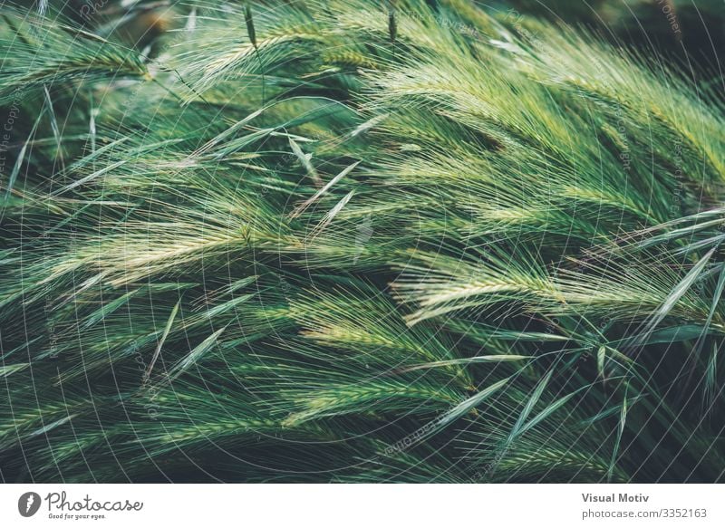 Young green spikes of wheat Garden Nature Landscape Plant Leaf Park Growth Natural Green Colour Cereal grain sunny Spigot Seasons spring Rural seed country