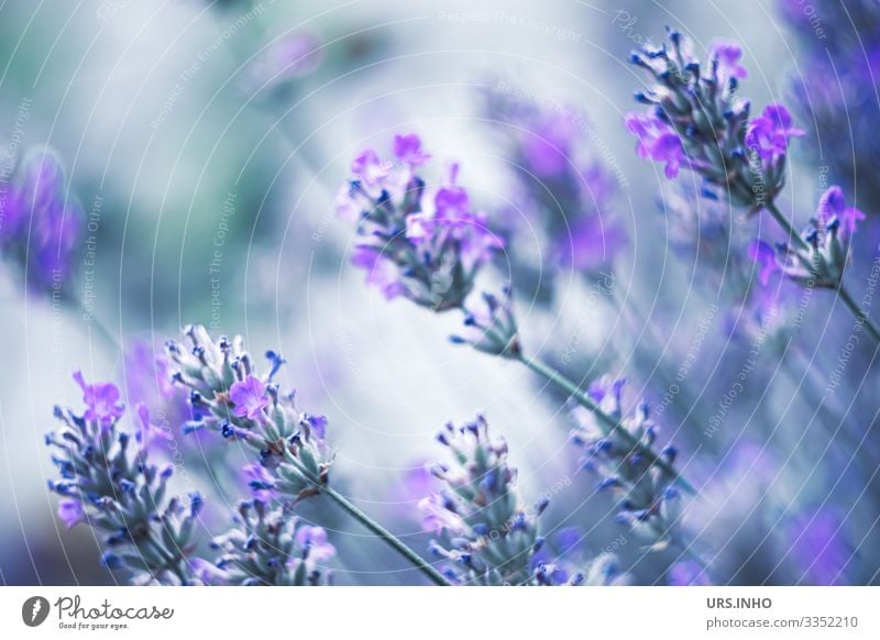 Lavender in the summer wind Nature Plant Summer Flower Blossom Lavendula Blossoming Fragrance Beautiful Blue Green Labiate Ornamental plant cruel Aromatic