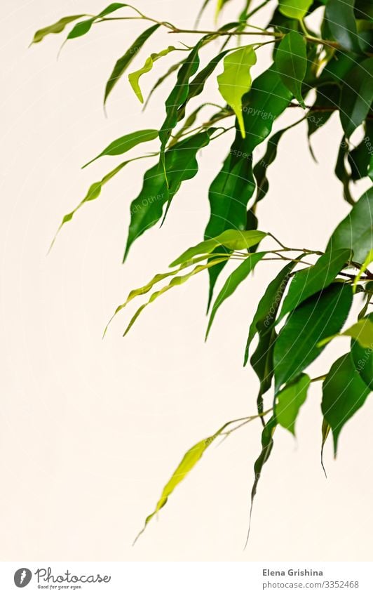 Young leaves of ficus benjamin close up. Exotic Flat (apartment) Decoration Office Nature Plant Tree Leaf Growth Natural Green Creativity benjamina Vertical