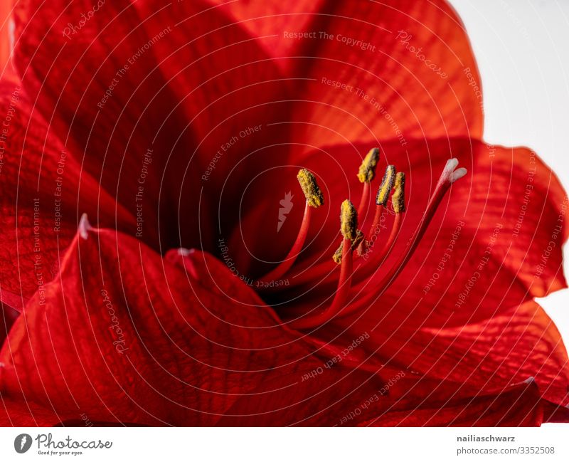 Red Amaryllis red amaryllis close macro close up white black background intense bud flower floral blossom beauty nature bloom blooming single flower red flower