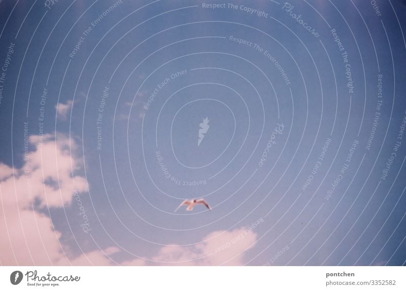 Seagull flies in front of a blue sky with clouds Nature Elements Air Sky Clouds Sunlight Summer Animal Wild animal Bird Grand piano Flying Freedom Habitat