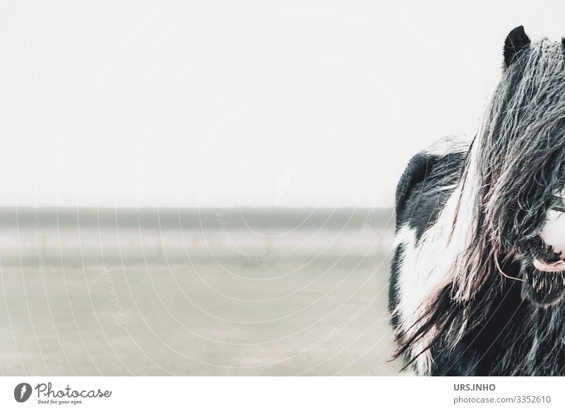 curious horse in the pasture Animal Farm animal Horse 1 Stand Wait Gray Green Black White Love of animals horse mane Mane Horse's muzzle Snout Pelt Colour photo