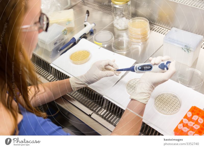 Female scientist researching in laboratory, pipetting cell culture samples on LB agar medium in laminar flow. Life science professional grafting bacteria in the petri dishes.