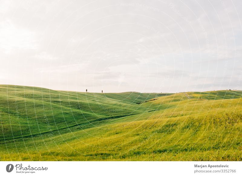 Beautiful countryside landscape in Tuscany, Italy Environment Nature Landscape Plant Spring Summer Grass Meadow Field Hill Europe Growth Uniqueness Natural