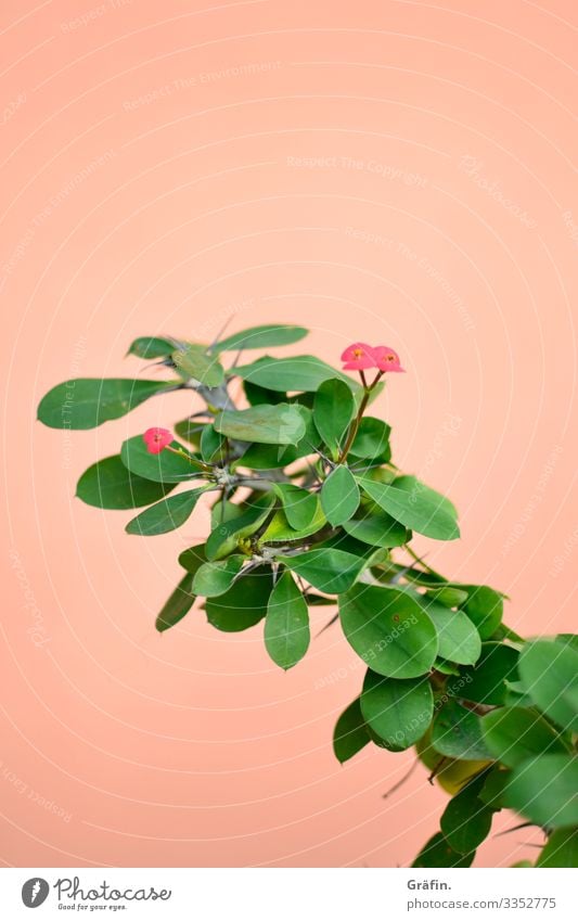 Spurge in front of pink wall Plant Botanical gardens Amsterdam Contrast Botany Interior shot Greenhouse flaked Colour photo green Growth Virgin forest Exotic