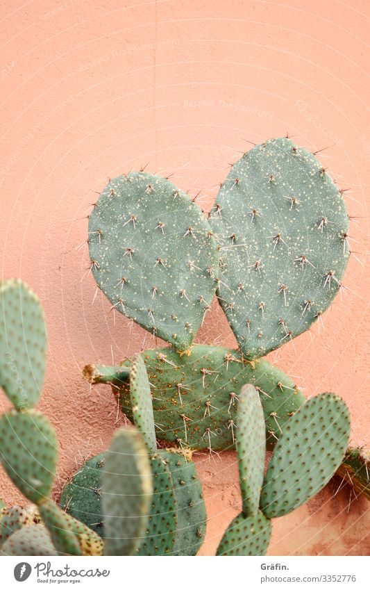 Cactus in front of pink wall Plant Botanical gardens Amsterdam Contrast Botany Interior shot Greenhouse flaked Colour photo green Growth Virgin forest Exotic