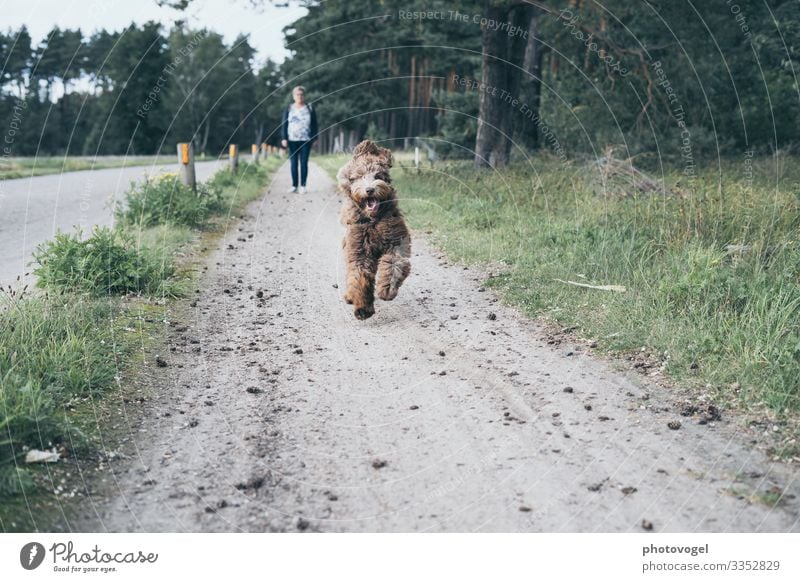 Run Run Baby Human being Feminine Woman Adults 1 45 - 60 years Environment Nature Beautiful weather Grass Forest Animal Pet Dog Movement Infinity Brown Gray