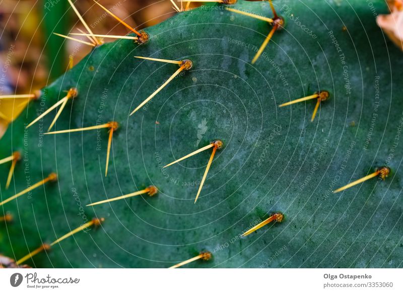 Natural cactus texture.Cactus needles. Macro.Arizona Exotic Summer Garden Nature Plant Climate Warmth Flower Blossom Growth Sharp-edged Large Bright Thorny Wild