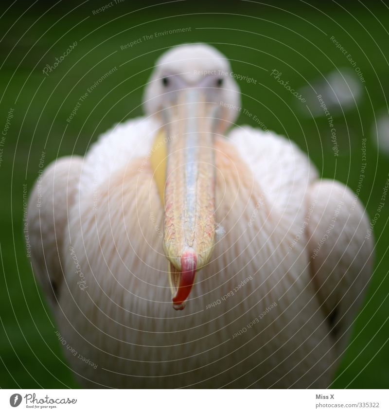 kiss Animal Wild animal Bird Wing 1 Pink Pelican Beak Bite Colour photo Multicoloured Exterior shot Close-up Deserted Shallow depth of field Animal portrait