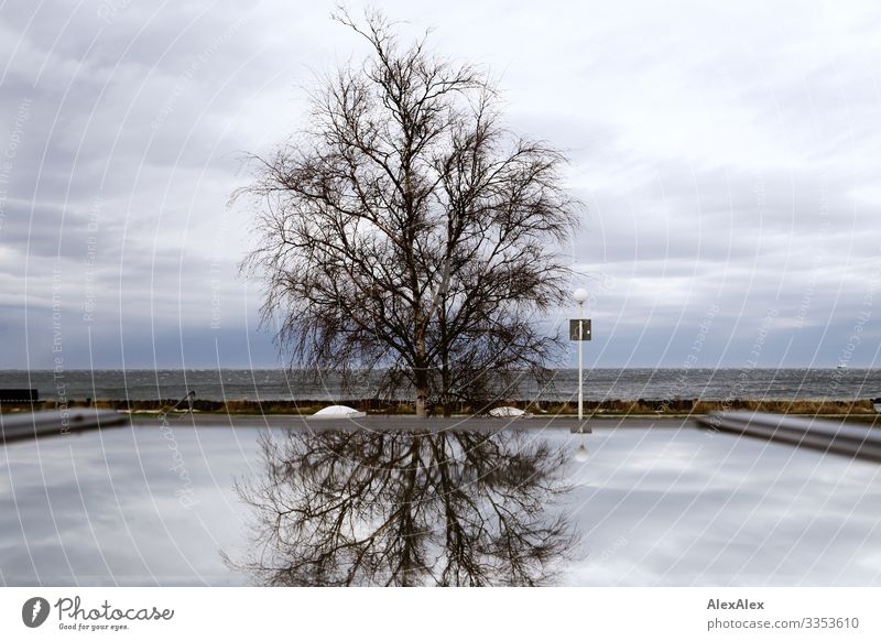 Tree on a dune with reflection in the window Flat (apartment) Window Landscape Plant Elements Air Water Clouds Horizon Autumn Winter Bad weather Coast