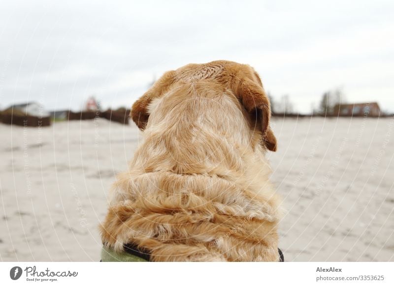 Rear view Blond Labrador at the Baltic Sea beach Lifestyle Joy Tourism Trip Adventure Landscape Earth Spring Autumn Winter Beach Horizon Dune Blonde Curl Dog