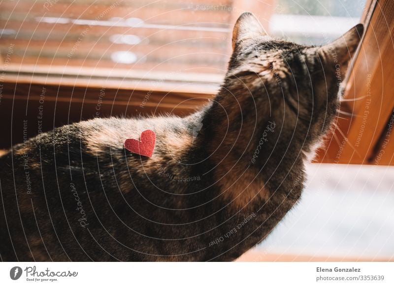 Tabby cat with red glitter heart shaped cardboard. Valentine's Day Office work Fur coat Pet Cat Heart Love Together Emotions Idea Creativity whiskers loving