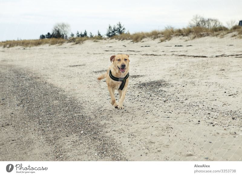 Blond Labrador runs along the Baltic Sea beach Lifestyle Joy Vacation & Travel Tourism Trip Adventure Freedom Beach Ocean Landscape Plant Tree Grass Bushes Dune