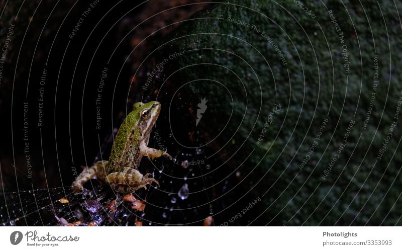 Frog in spider's web Garden Nature Animal Drops of water Autumn Bad weather Rain Farm animal Spider Spider's web 1 Observe Disgust Hideous Cold Wet Curiosity