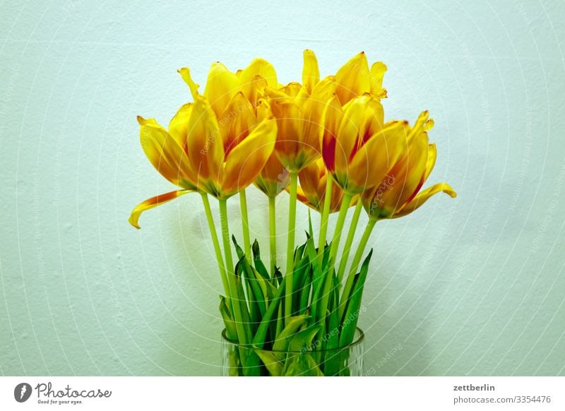 tulips Flower Blossoming Blossom leave Stalk Garden Deserted Nature Plant Calm Copy Space Bouquet Spring Spring flower Spring flowering plant Yellow Gold Orange