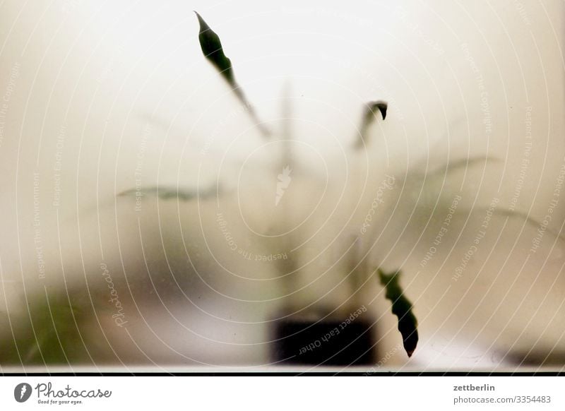 pot plant Plant Pot plant Houseplant Flower Flowerpot Leaf Window Shop window Transparent Frosted glass Blur Unclear Mysterious Interior shot Within Deserted