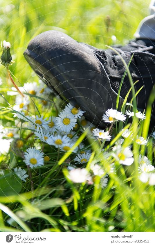 Nature in danger Environment Plant Spring Summer Daisy Meadow Footwear Hiking boots Walking Broken Green Dangerous Ignorant Environmental protection