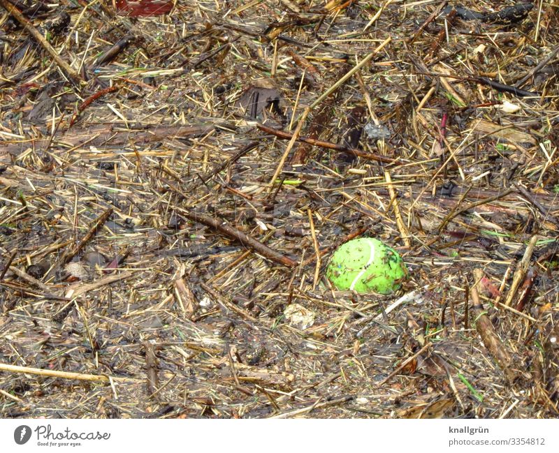 flotsam Environment Water Tennis ball Flotsam and jetsam Swimming & Bathing Dirty Brown Yellow Nature Environmental pollution Surface of water Colour photo