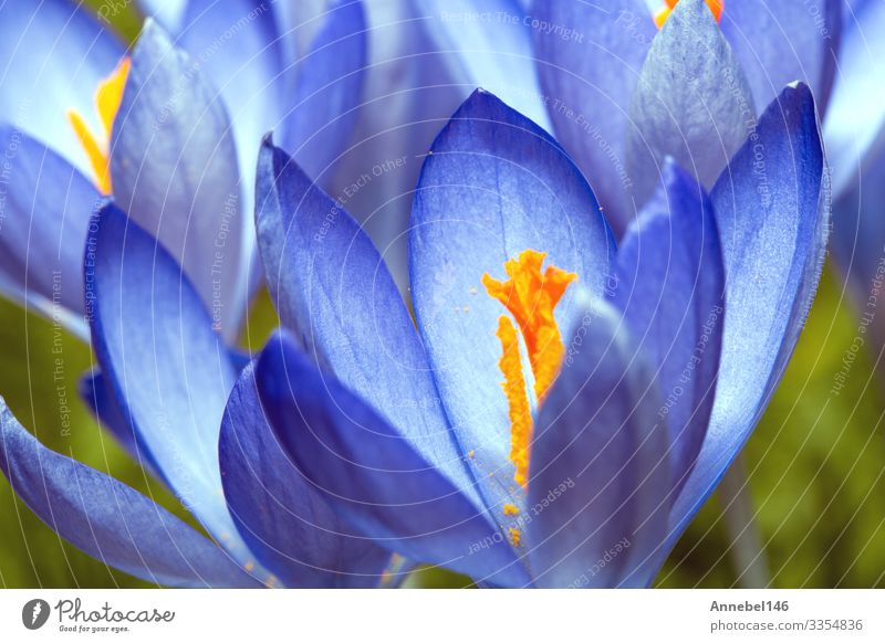 Gently blue crocuses. Crocus bush. Macro. Beautiful Garden Gardening Environment Nature Plant Flower Grass Leaf Blossom Park Meadow Forest Natural Blue Green