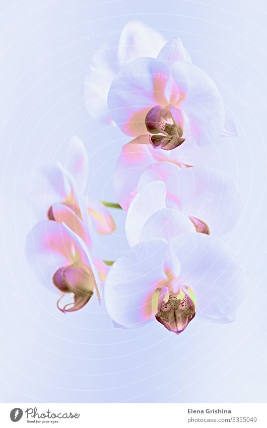 White orchid in a neon light. Close-up. Elegant Design Exotic Interior design Decoration Feasts & Celebrations Valentine's Day Mother's Day Wedding Birthday