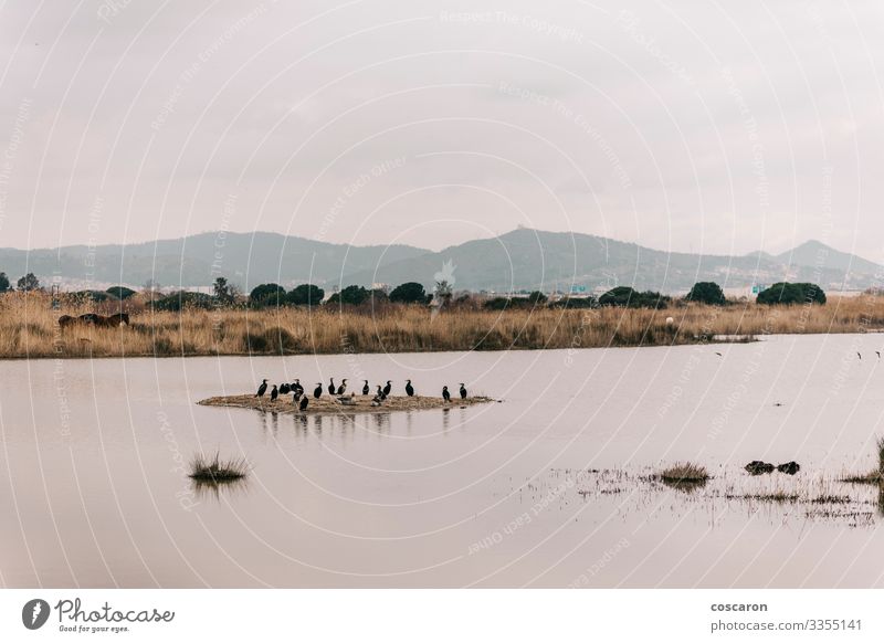 Group of cormorants in a Llobregat Delta, Barcelona, Spain Beautiful Hunting Adventure Safari Beach Island Dive Environment Nature Landscape Plant Animal Spring