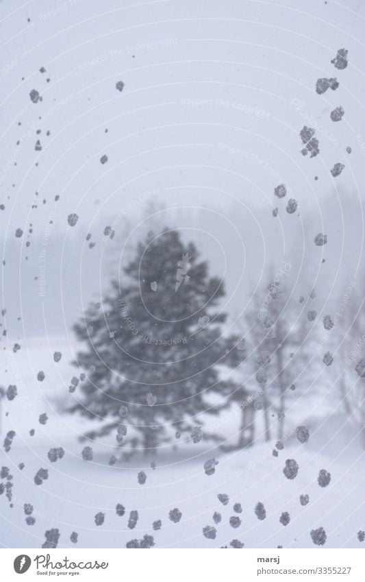 stormy Nature Winter Bad weather Gale Ice Frost Snow Snowfall Tree Scots pine Snowflake Colour photo Subdued colour Deserted Copy Space top Morning Day Contrast