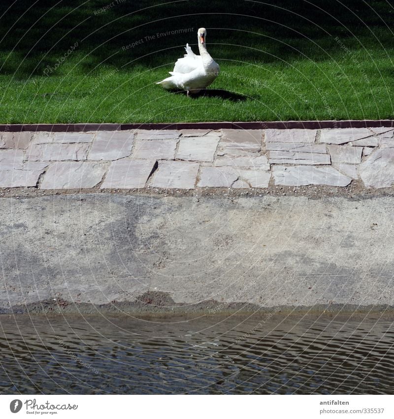 Swan central Nature Water Spring Summer Beautiful weather Grass Lawn Park Meadow Pond Duesseldorf Town Downtown Places Hofgarten Lanes & trails Animal