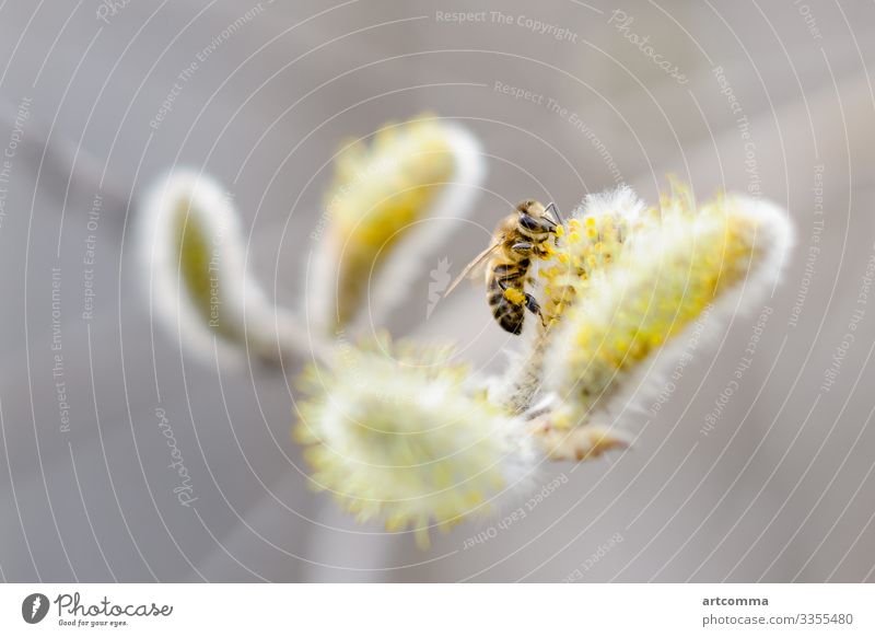 Bee on blossoming willow, spring bee bloom botany branch bumble closeup flower fly insect nature pollen yellow