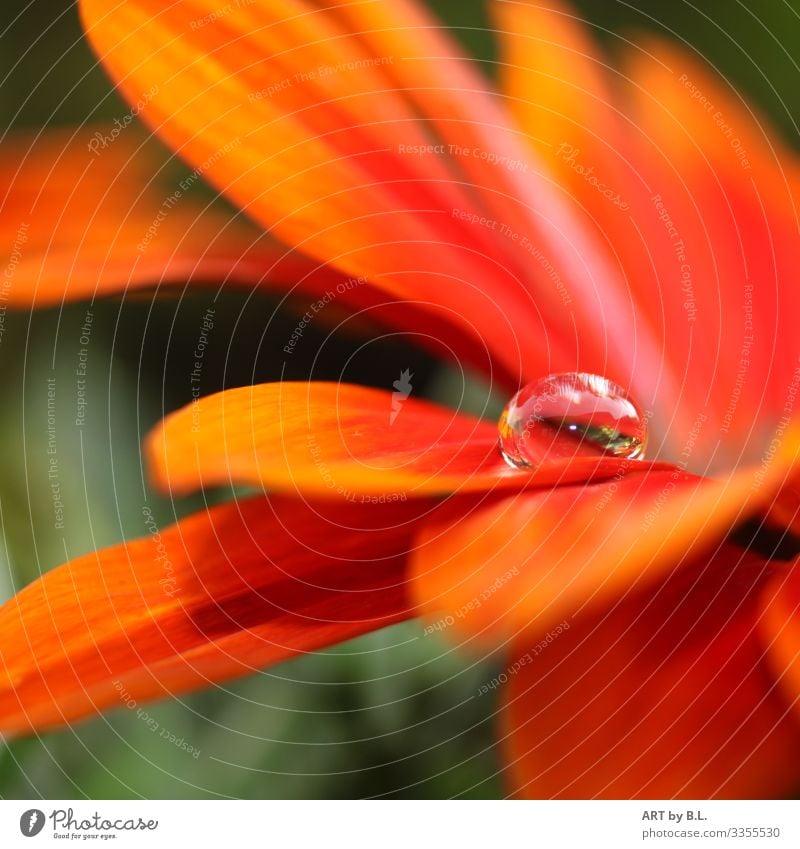 DrOp Nature Landscape Plant Flower Leaf Blossom Gerbera Drop Together Romance Eroticism Beautiful Caution Serene Patient Calm Colour photo Exterior shot