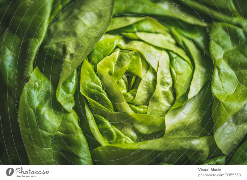 Green leaves of Butterhead lettuce Vegetable Nutrition Organic produce Vegetarian diet Diet Garden Nature Plant Leaf Fresh Natural agriculture boston lettuce