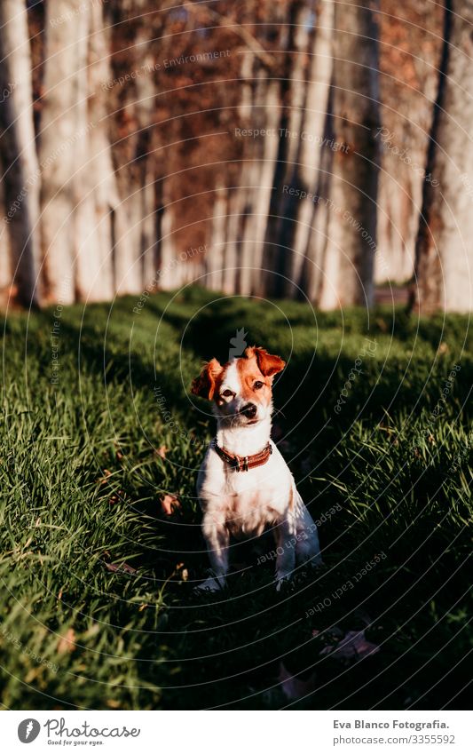 cute jack russell dog sitting outdoors at sunset Sit Cute Dog Jack Russell terrier Field Sunset Landscape Joy Speed Happy Happiness Green Smiling Tree