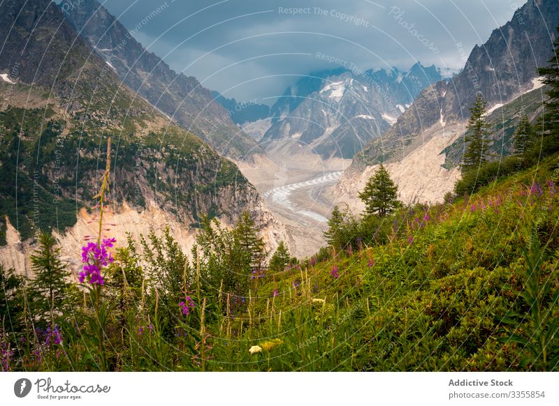 Pink flowers growing on green side of mountain meadow landscape nature road grass sky travel beautiful blossom floral peak rock blooming natural plant light