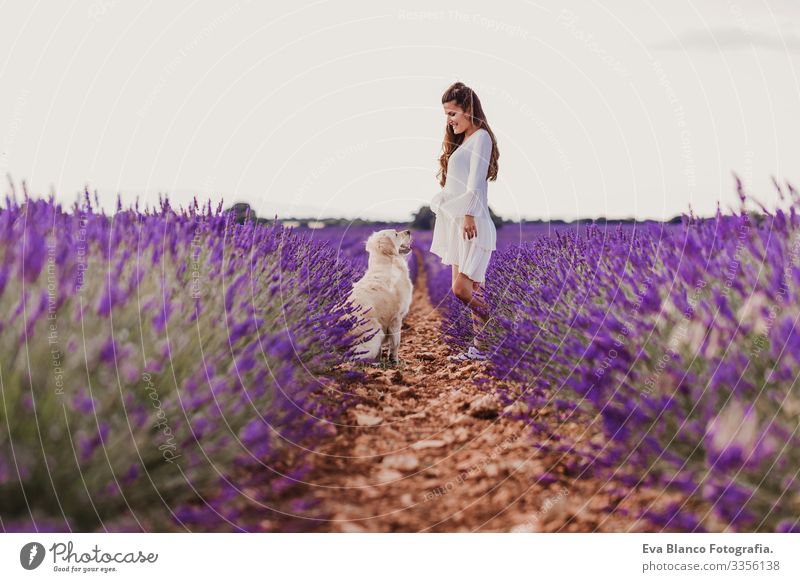 beautiful woman with her golden retriever dog in lavender fields at sunset. Pets outdoors and lifestyle. Meadow Beauty Photography Leisure and hobbies Freedom