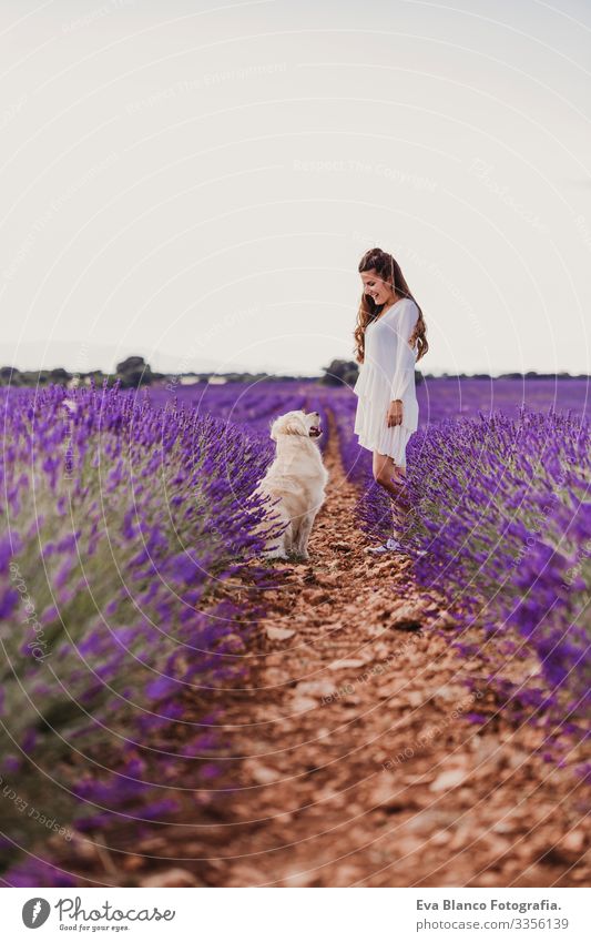 beautiful woman with her golden retriever dog in lavender fields at sunset. Pets outdoors and lifestyle. Meadow Beauty Photography Leisure and hobbies Freedom