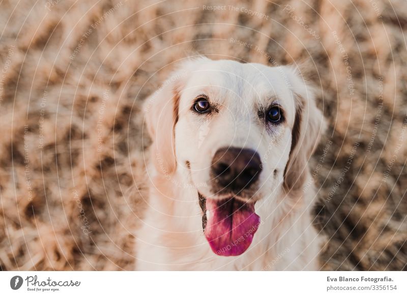 Adorable Golden Retriever dog in yellow field at sunset. Beautiful portrait of young dog. Pets outdoors and lifestyle Purebred Meadow Exterior shot Cute Nose