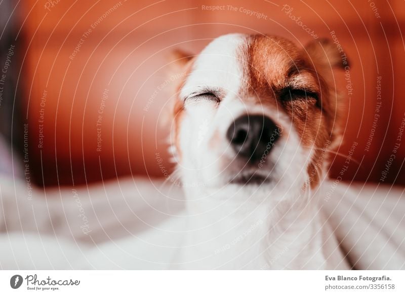 cute small jack russell dog resting on bed on a sunny day covered with a blanket Cute Dog Jack Russell terrier Sleep Fatigue Rest Resting eyes closed Snout