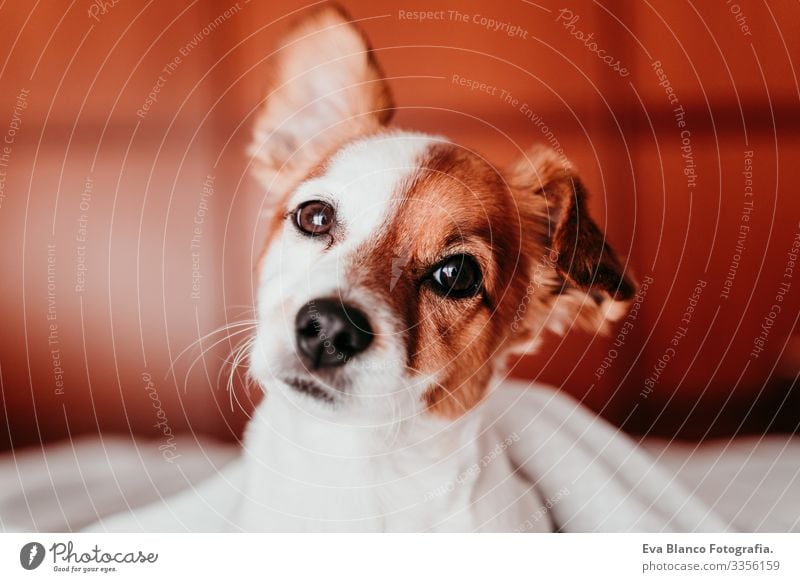 cute small jack russell dog resting on bed on a sunny day covered with a blanket Cute Dog Jack Russell terrier Sleep Fatigue Rest Resting eyes closed Snout