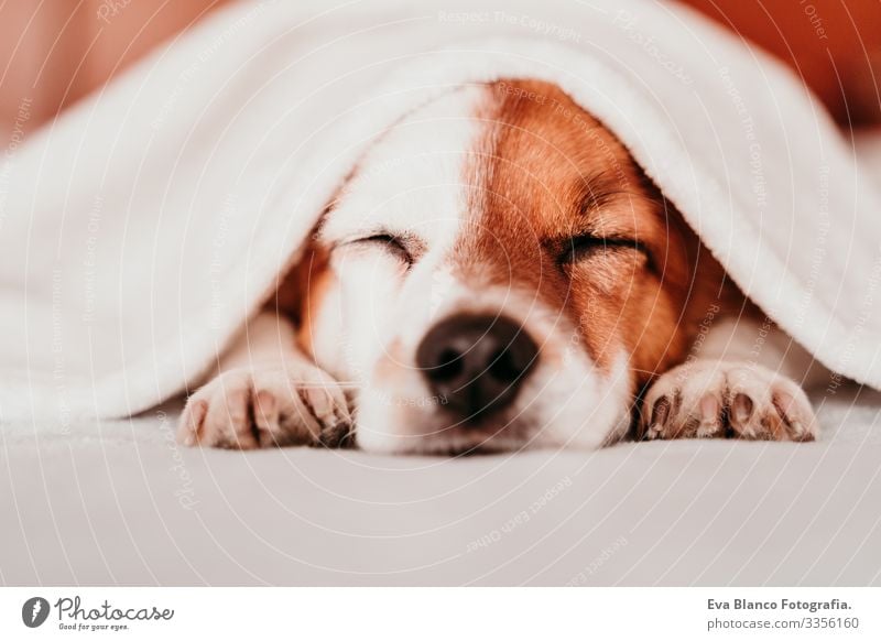 cute small jack russell dog resting on bed on a sunny day covered with a blanket Cute Dog Jack Russell terrier Sleep Fatigue Rest Resting eyes closed Snout