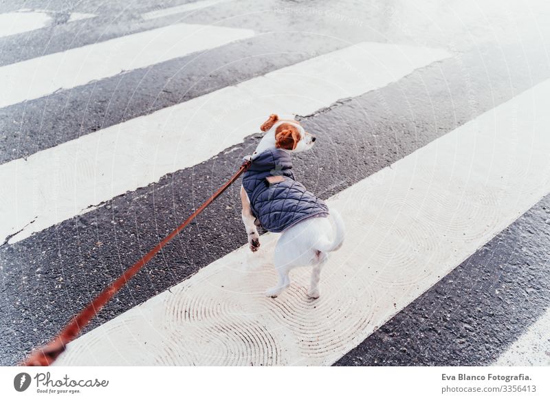 jack russell dog walking by pedestrian crossing. winter season Dog Jack Russell terrier Crossing Pedestrian City Winter Coat Leash Hand owner Pet Town Safety